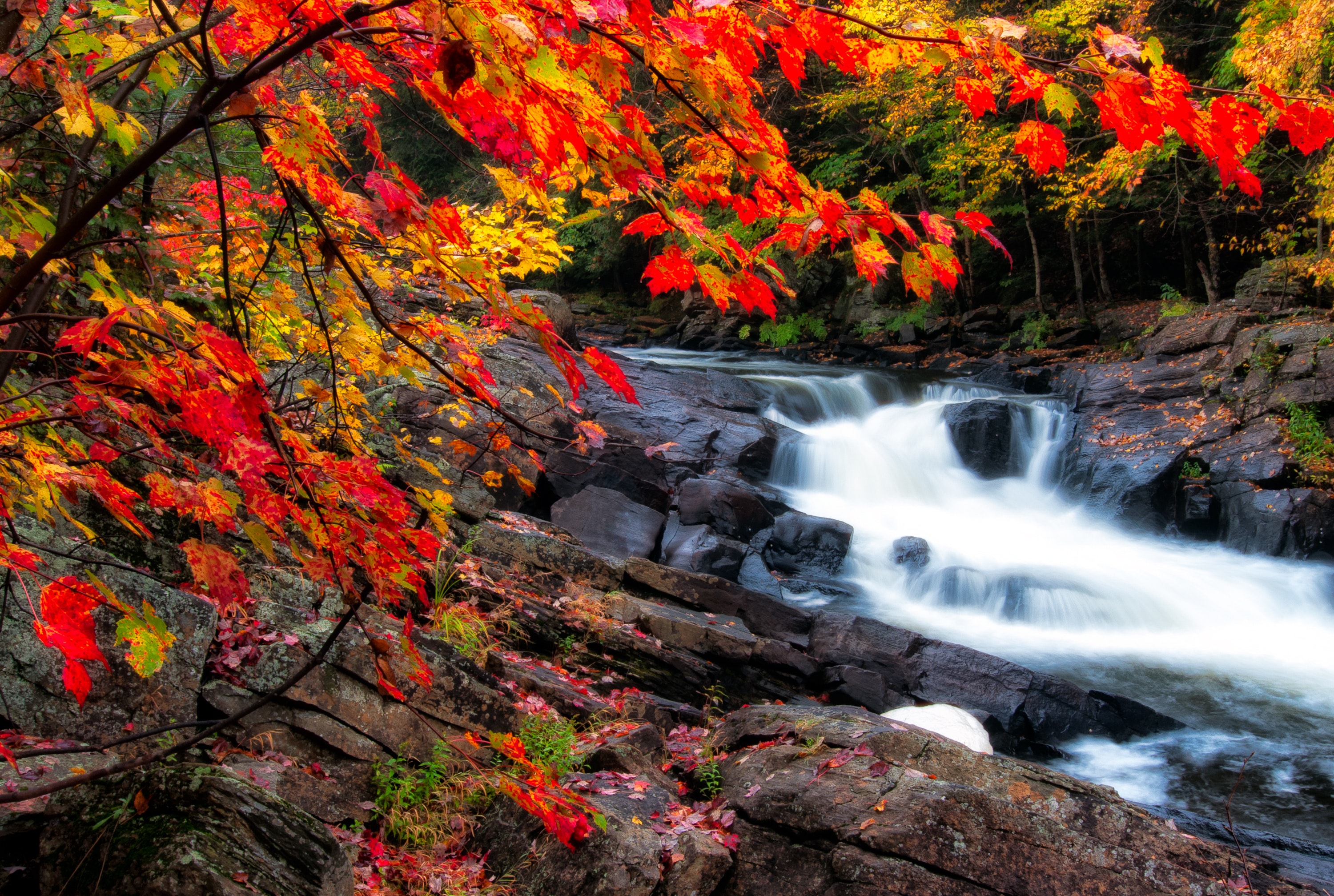 Tree with falling leaves by a stream